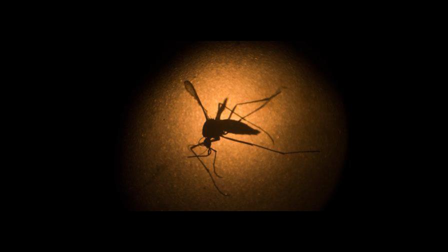 Casos de dengue en América superaron los 3 millones en el 2019, la mayoría en Brasil Casos de dengue en América superaron los 3 millones en el 2019, la mayoría en Brasil