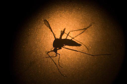 Plaga de mosquito azota a pobladores de Cabral, en Barahona 