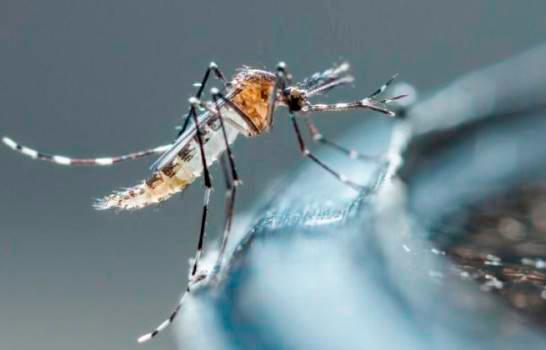 Científicos trabajan en el primer fármaco contra el dengue
