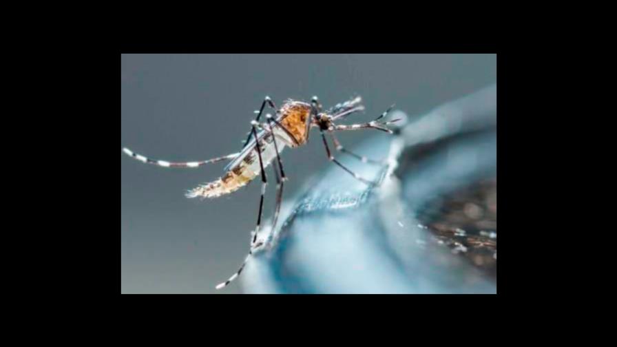 Científicos trabajan en el primer fármaco contra el dengue