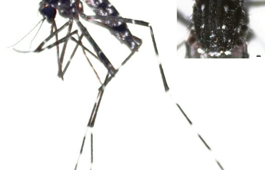 El Aedes vittatus: especie exótica de mosquito y potencialmente invasora