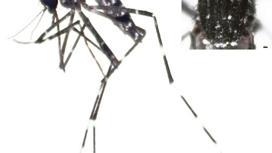 El Aedes vittatus: especie exótica de mosquito y potencialmente invasora