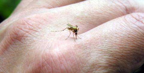 Muertes por dengue en Brasil aumentan 163% 