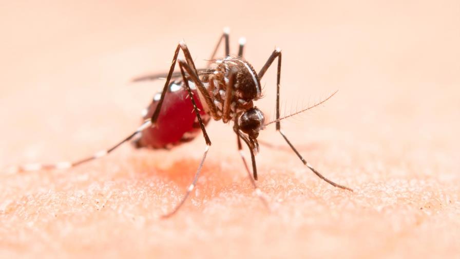 El dengue, un enemigo al acecho de los niños de América durante la pandemia