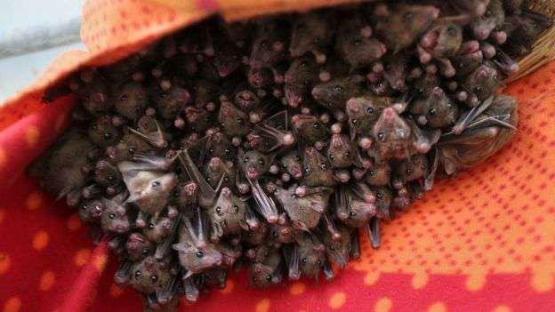 Prenden fuego a 200 murciélagos vivos por temor al coronavirus en Perú  