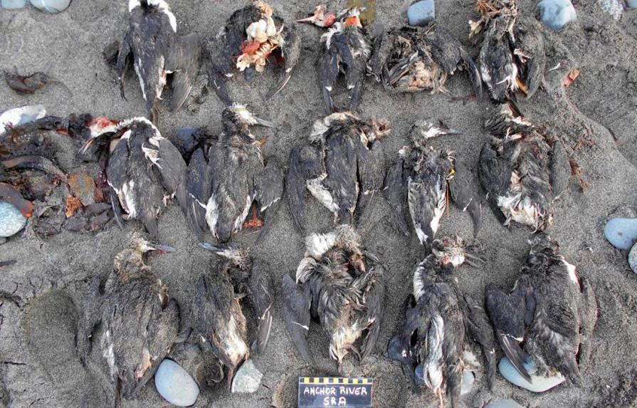 Una mancha de agua caliente en el Pacífico provoca la muerte de un millón de aves