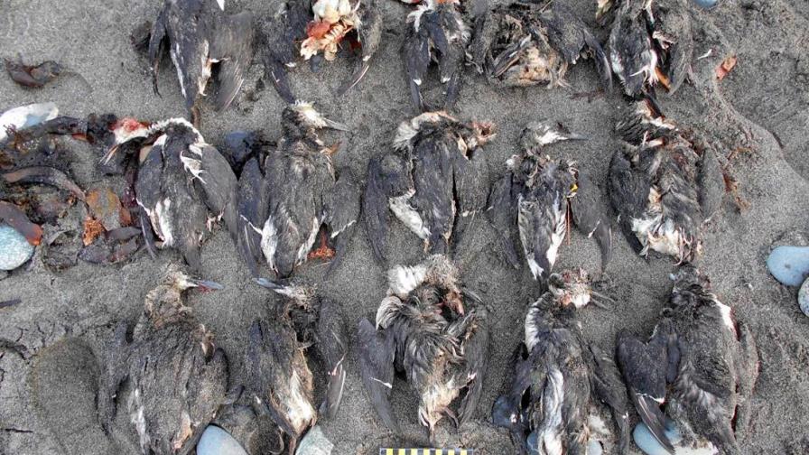 Una mancha de agua caliente en el Pacífico provoca la muerte de un millón de aves
