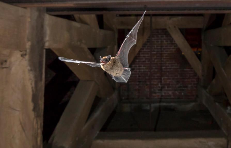 El murciélago hembra cautivo ofrece sexo a cambio de comida a los machos