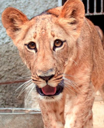 Así ha crecido Nala, la leona del Zoológico Nacional que roba corazones