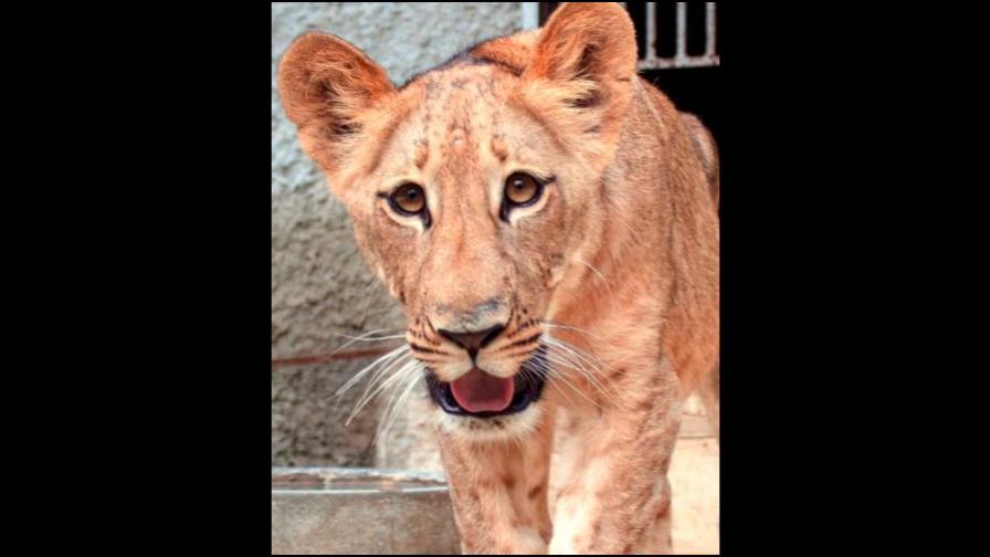 Así ha crecido Nala, la leona del Zoológico Nacional que roba corazones Así ha crecido Nala, la leona del Zoológico Nacional que roba corazones