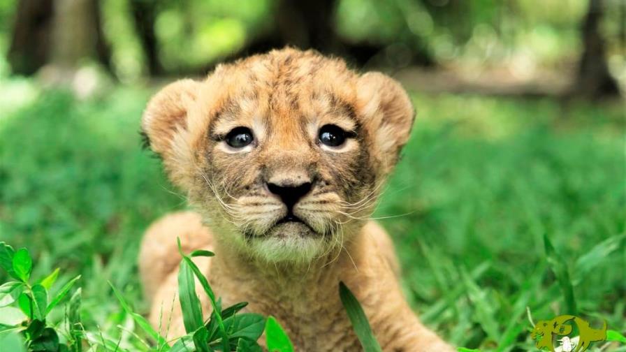 Zoodom gana premio por cortometraje de Nala, una cachorra de león