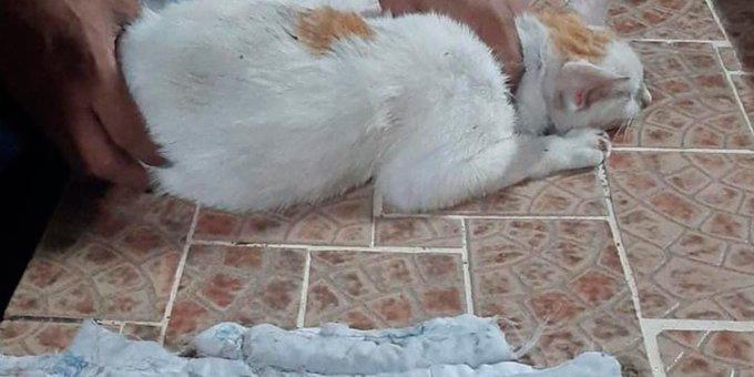 ¡Insólito! Detienen en Panamá gato que intentó entrar droga a una cárcel 