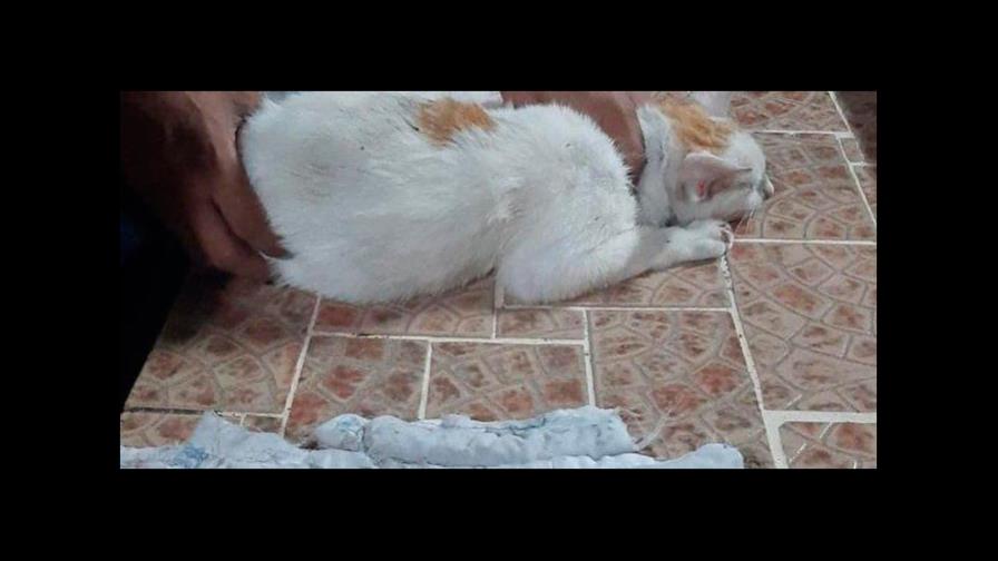 ¡Insólito! Detienen en Panamá gato que intentó entrar droga a una cárcel ¡Insólito! Detienen en Panamá gato que intentó entrar droga a una cárcel