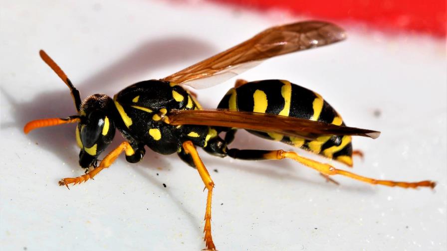 Las avispas parecen reconocer los rostros, según estudio