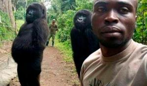 Muere la gorila Ndakasi, famosa del parque de Virunga en la Rep&uacute;blica Democr&aacute;tica del Congo