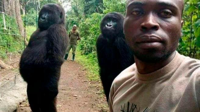Muere la gorila Ndakasi, famosa del parque de Virunga en la República Democrática del Congo