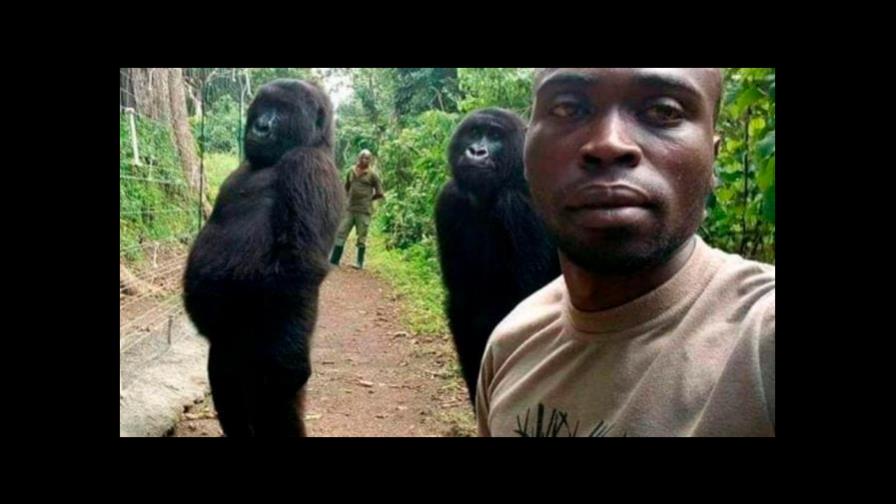Muere la gorila Ndakasi, famosa del parque de Virunga en la República Democrática del Congo Muere la gorila Ndakasi, famosa del parque de Virunga en la República Democrática del Congo