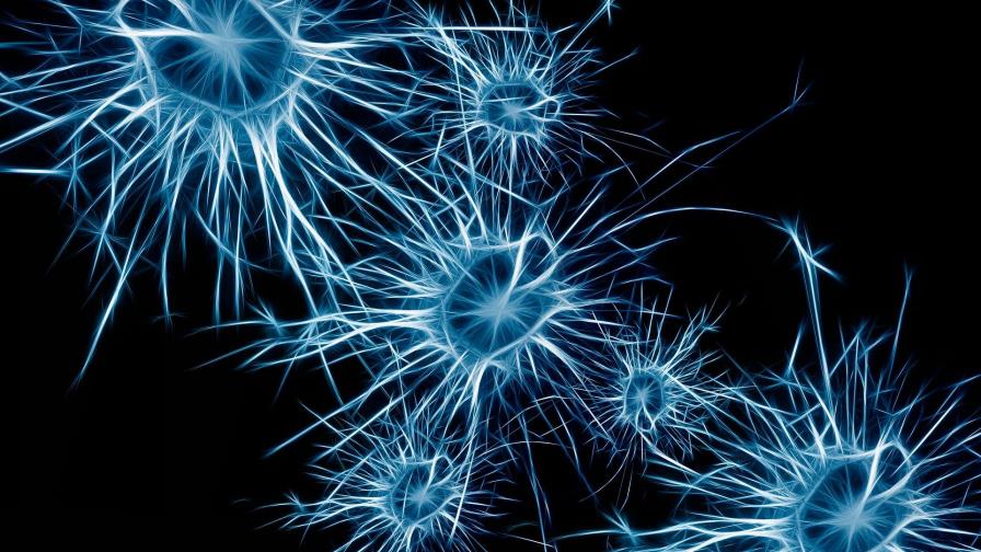 Identifican las proteínas que hacen mantener a la neuronas su identidad Identifican las proteínas que hacen mantener a la neuronas su identidad