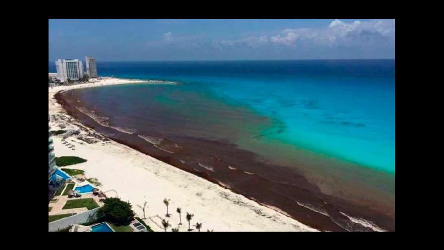 El sargazo se cuadriplica y amenaza con inundar al Caribe mexicano