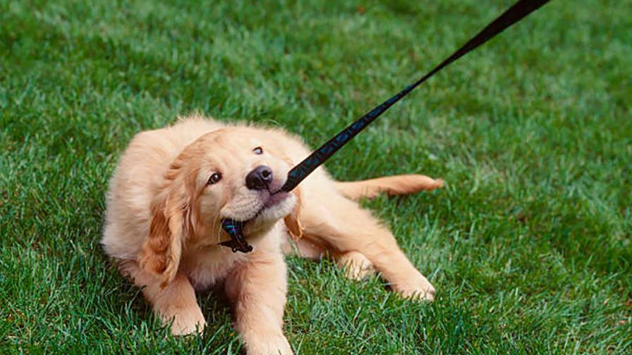 El cachorro teme pasear