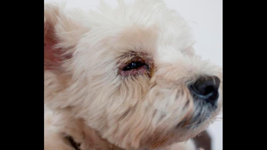 ¿Tiene cataratas                  mi poodle?