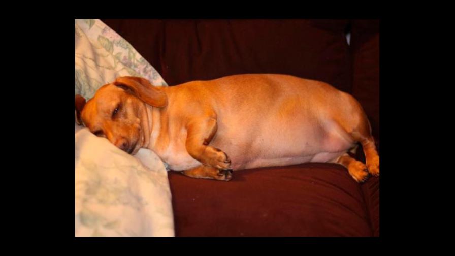 Mi mascota está gorda