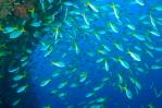 Calentamiento global reducirá fauna marina Calentamiento global reducirá fauna marina