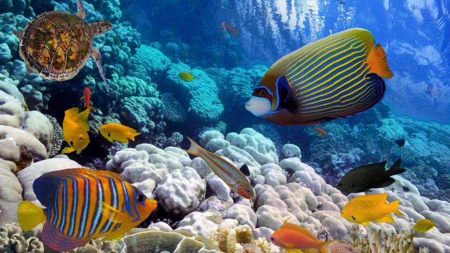 El ruido provocado por el ser humano altera la vida en los océanos