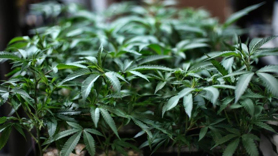 Ley histórica sobre despenalización del cannabis avanza en Congreso de EE.UU. Ley histórica sobre despenalización del cannabis avanza en Congreso de EE.UU.