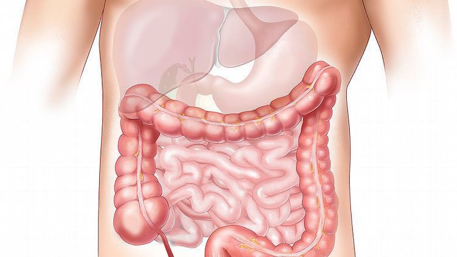 Salud intestinal es clave para reforzar sistema inmunológico, dicen expertos Salud intestinal es clave para reforzar sistema inmunológico, dicen expertos