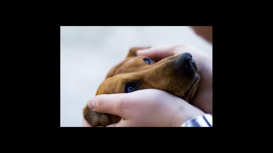 ¿Tiene ceguera mi cachorrito?