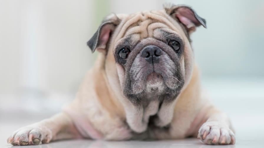 Achaques en el perro viejo y cómo se calcula la edad Achaques en el perro viejo y cómo se calcula la edad