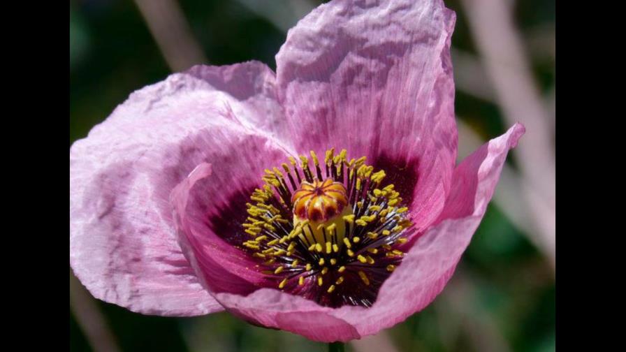 El consumo habitual de opio aumenta el riesgo de cáncer, dice agencia de OMS