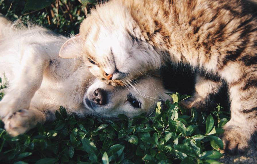 6 cuentas de Instagram de mascotas (que te harán muy feliz)