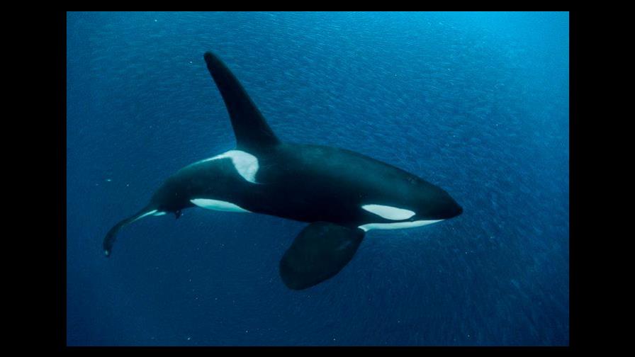 Las orcas, culpables de la escasez de tiburón blanco en la costa de Sudáfrica