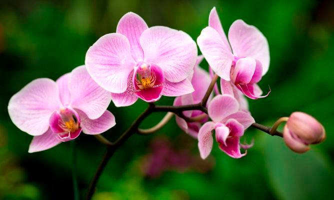 Las orquídeas están de fiesta en el Jardín Botánico 