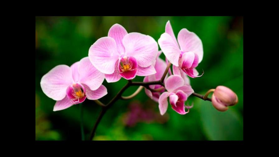 Las orquídeas están de fiesta en el Jardín Botánico 