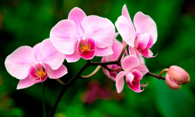 Ministerio de Educación licita compra de orquídeas por casi RD$700 mil 