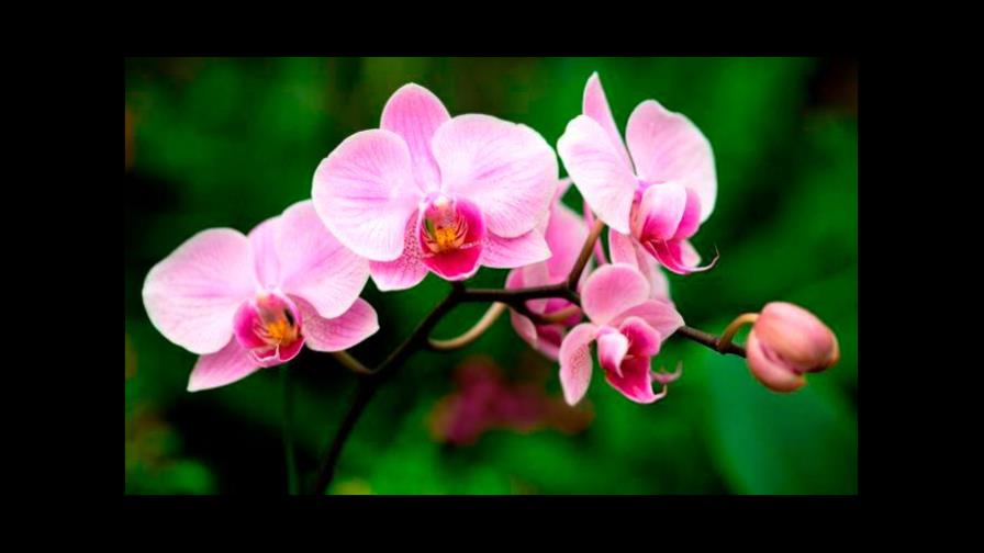 Ministerio de Educación licita compra de orquídeas por casi RD$700 mil Ministerio de Educación licita compra de orquídeas por casi RD$700 mil