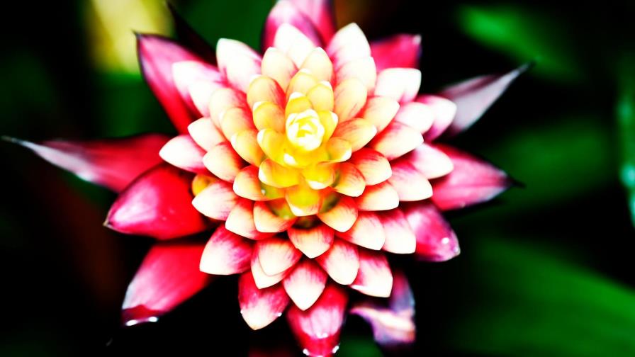 Orquídeas, la flor más extensa del planeta que cautiva con su belleza Orquídeas, la flor más extensa del planeta que cautiva con su belleza