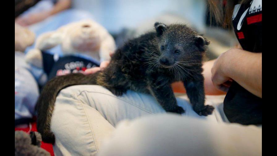 Buscan nombre para osito que será la nueva mascota de la Universidad de Cincinnati