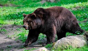 Video | Oso ataca a cuatro personas en Japón