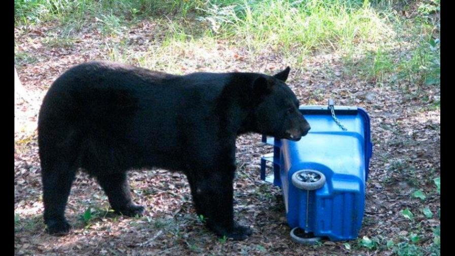 Oso de Florida es tentado a trampa humana con donas