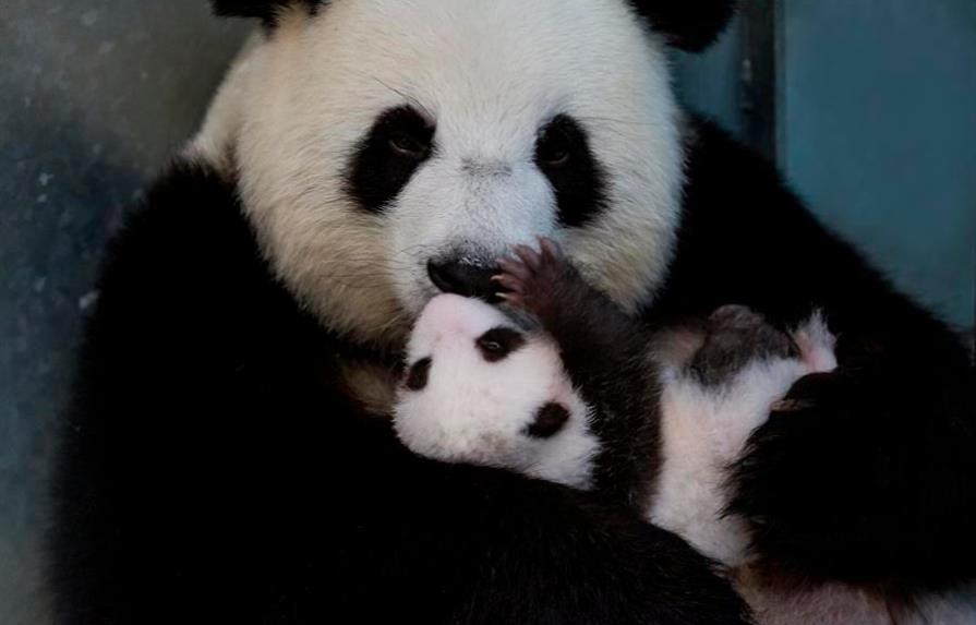 Primeros dos osos panda nacidos en cautividad en Alemania dejan la incubadora
