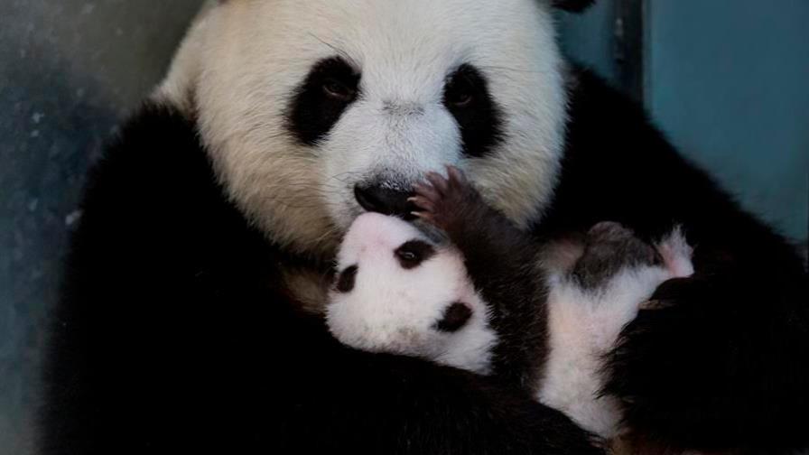 Primeros dos osos panda nacidos en cautividad en Alemania dejan la incubadora