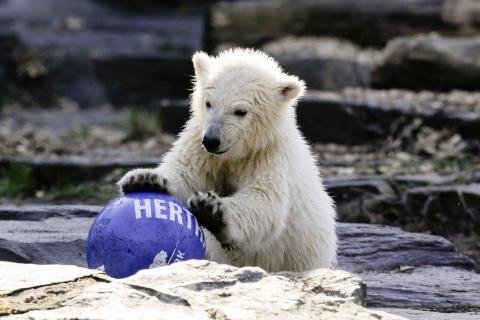 Hertha, la oso polar del zoológico de Berlín