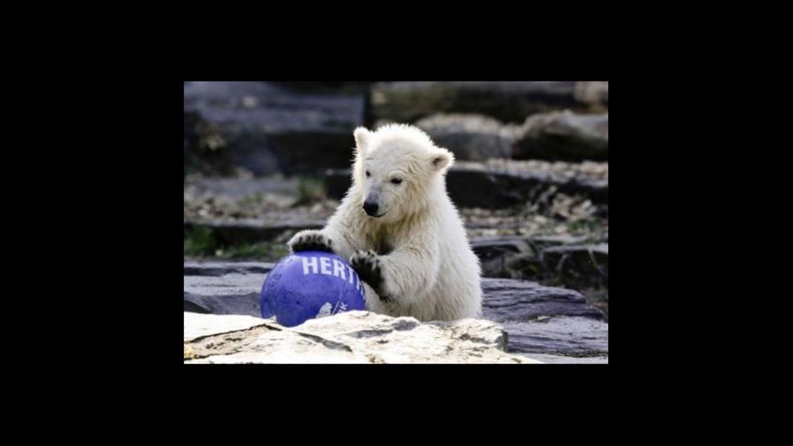 Hertha, la oso polar del zoológico de Berlín