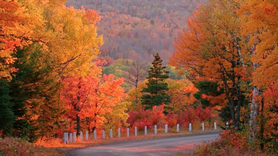 Colores de los bosques de otoño en América del Norte, amenazados por el cambio climático