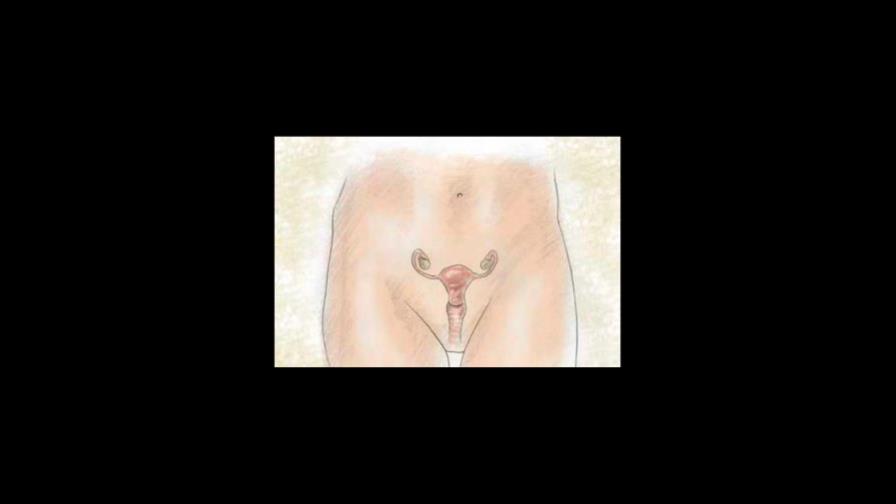 El primer mapa del envejecimiento ovárico abre la vía a mejorar su función