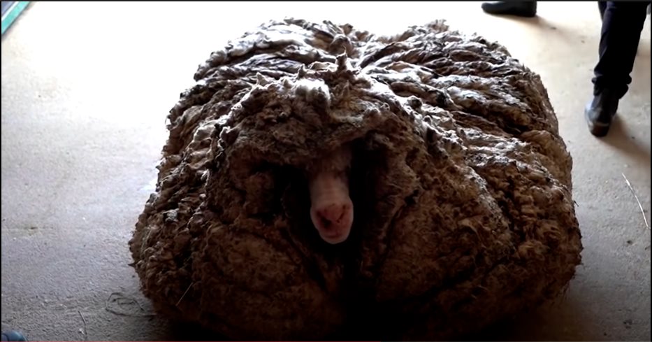 Una oveja australiana fue despojada de 35 kilogramos de pelaje